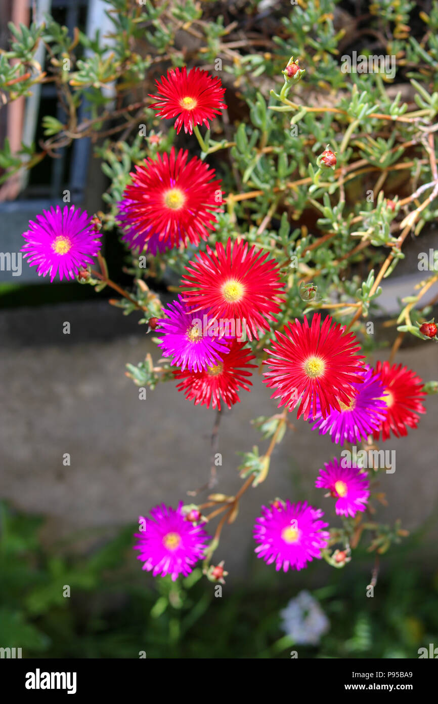 Bright red and purple mesembryanthemum flowers spill out of a pot in a sunny Devon garden. Stock Photo
