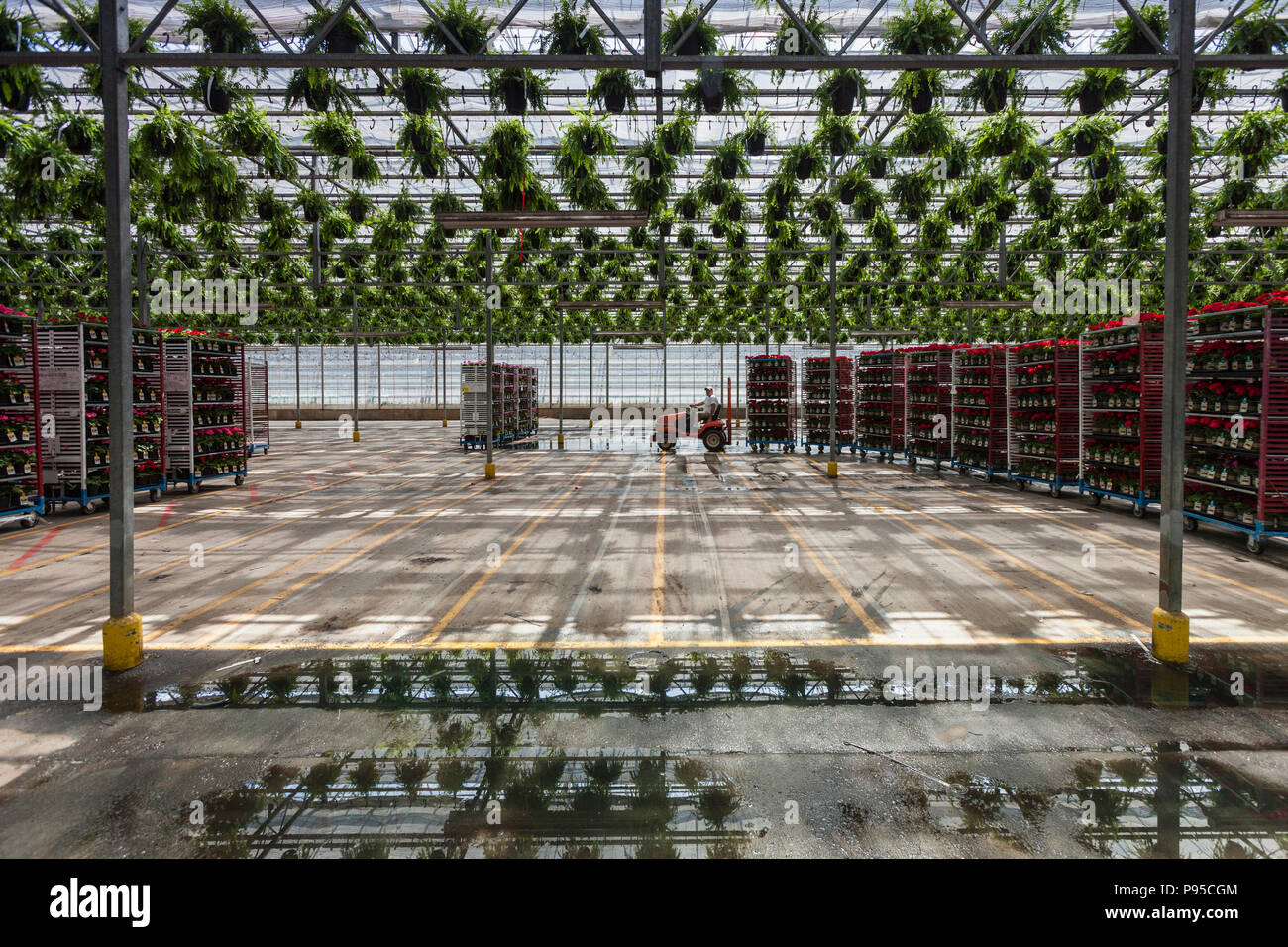 Interior Of Greenhouse With Rows Of Ferns Hanging From The Ceiling