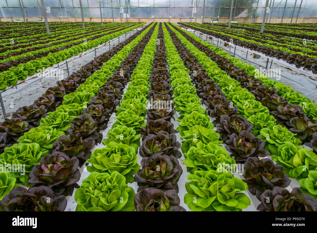 Lettuce hydroponic crops in greenhouse Stock Photo