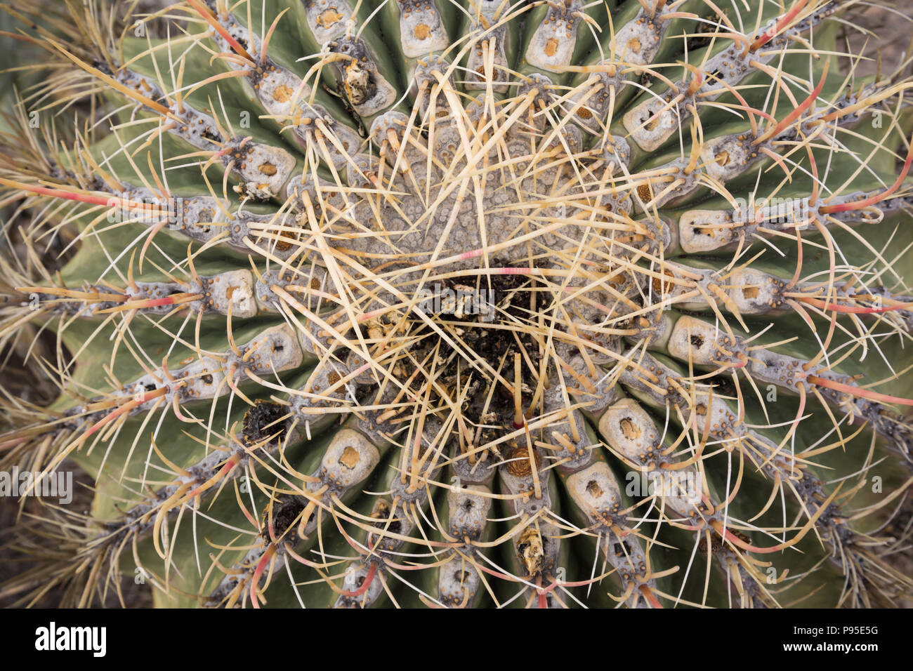 Spines of cactus, Tres Virgenes, Baja California Stock Photo - Alamy
