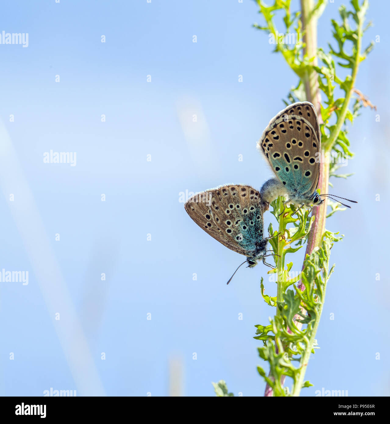 Large blue Butterflies Maculinea arion on Collard Hill Somerset after its successful reintroduction in the mid 1980s after becoming extinct in 1979 Stock Photo