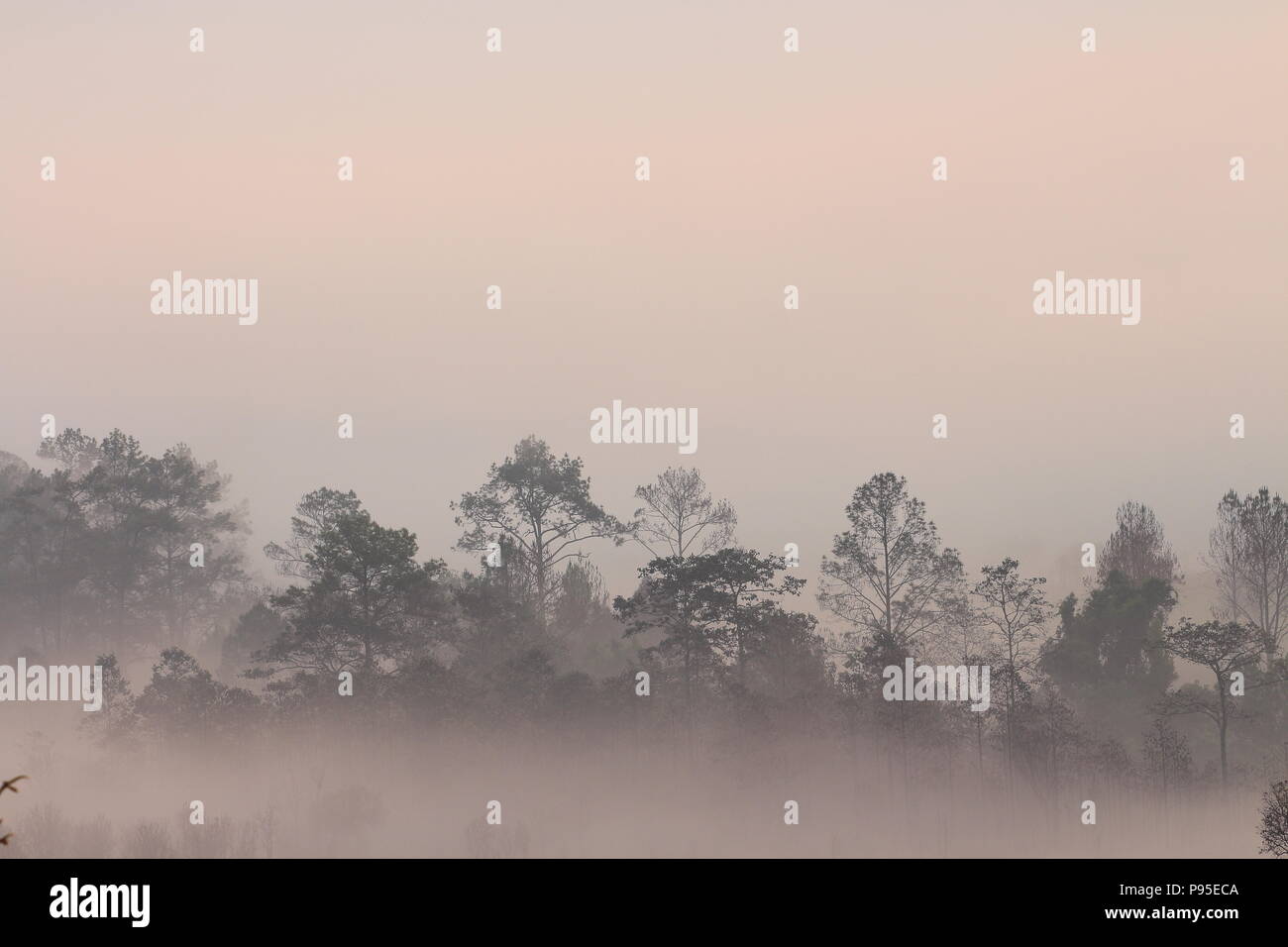 Row Of Mountain Forest Tree Outline In A Morning Mist Silhouette Of Trees Grove In Thick White Morning Fog Pale Color Wood Obscure By Moisture Stock Photo Alamy Row Of Mountain Forest Tree Outline In A Morning Mist Silhouette Of Trees Grove In Thick White Morning Fog Pale Color Wood Obscure By Moisture Stock Photo Alamy