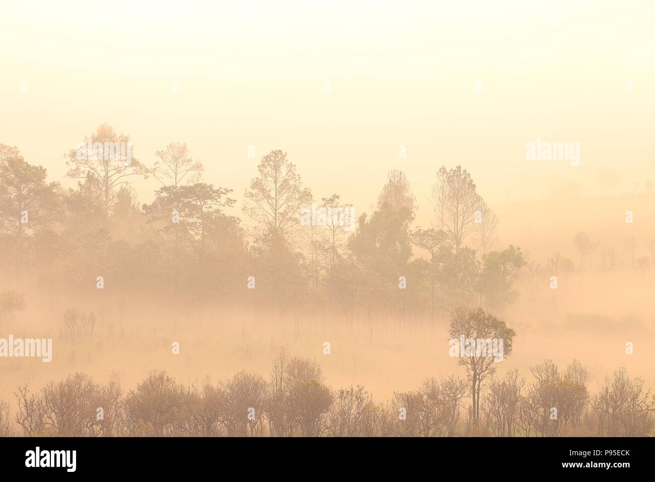 Multiple tree silhouette in fog hi-res stock photography and images - Alamy