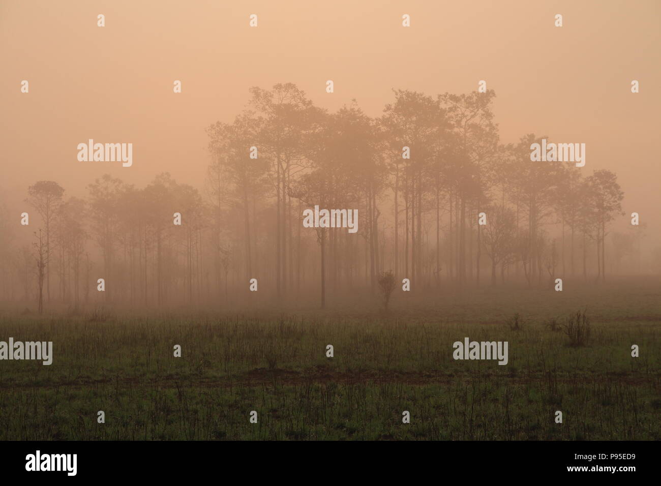 silhouette pine tree forest. multiple layers forest covered in orange morning fog Stock Photo