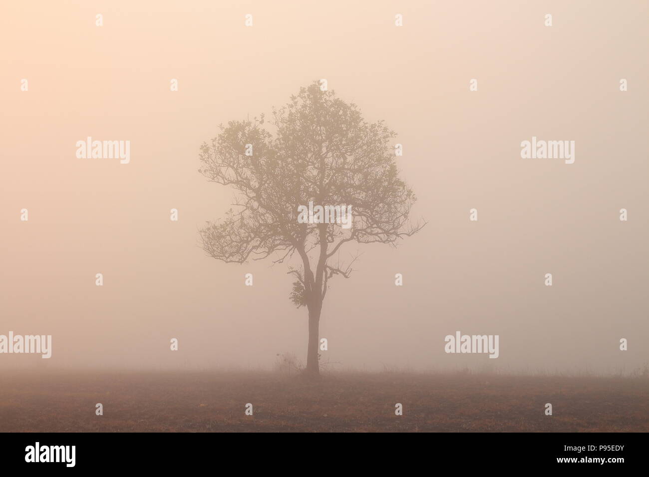 silhouette pine tree forest. multiple layers forest covered in orange morning fog Stock Photo