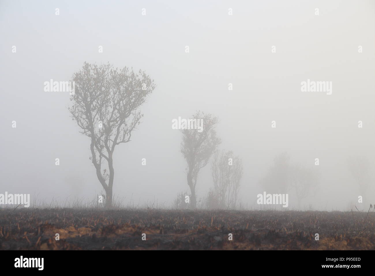Row Of Mountain Forest Tree Outline In A Morning Mist Silhouette Of Trees Grove In Thick White Morning Fog Pale Color Wood Obscure By Moisture Stock Photo Alamy Row Of Mountain Forest Tree Outline In A Morning Mist Silhouette Of Trees Grove In Thick White Morning Fog Pale Color Wood Obscure By Moisture Stock Photo Alamy