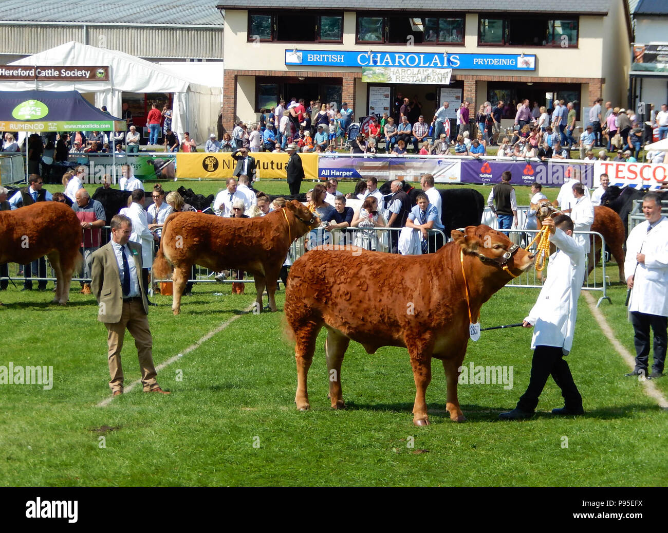 At the royal welsh show at builth wells hires stock photography and