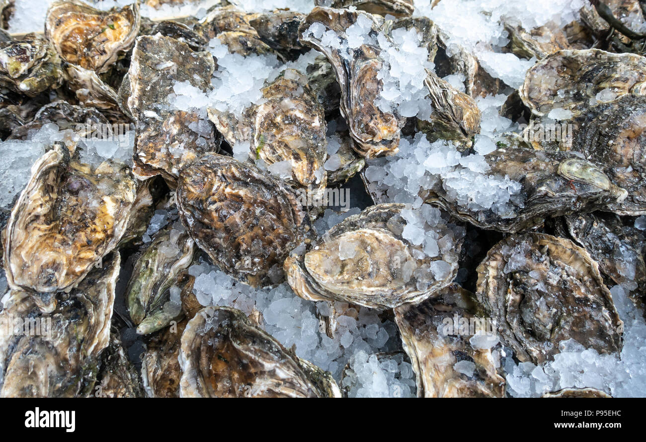 Rock oysters hires stock photography and images Alamy