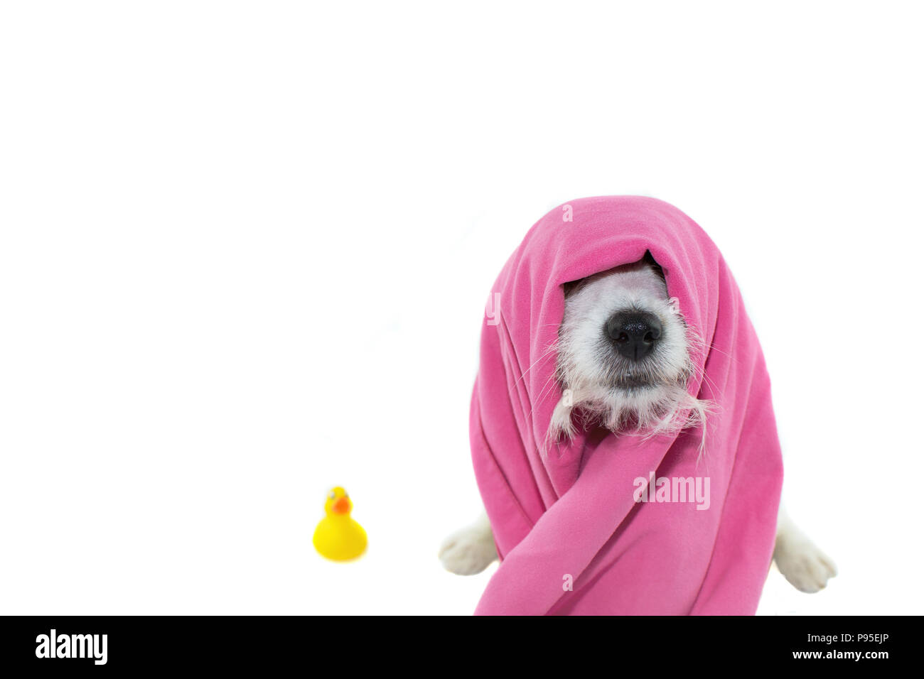 CUTE JACK RUSSELL DOG WAITING FOR A BATH WITH A PINK TOWEL ON HEAD AND ITS  YELLOW RUBBER DUCKY. ISOLATED ON WHITE BACKGROUND Stock Photo