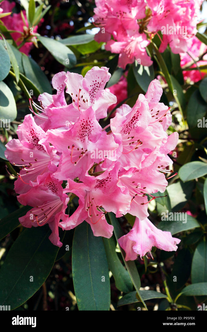 RHODODENDRON CYNTHIA. LORD PALMERSTON. AZALEA Stock Photo