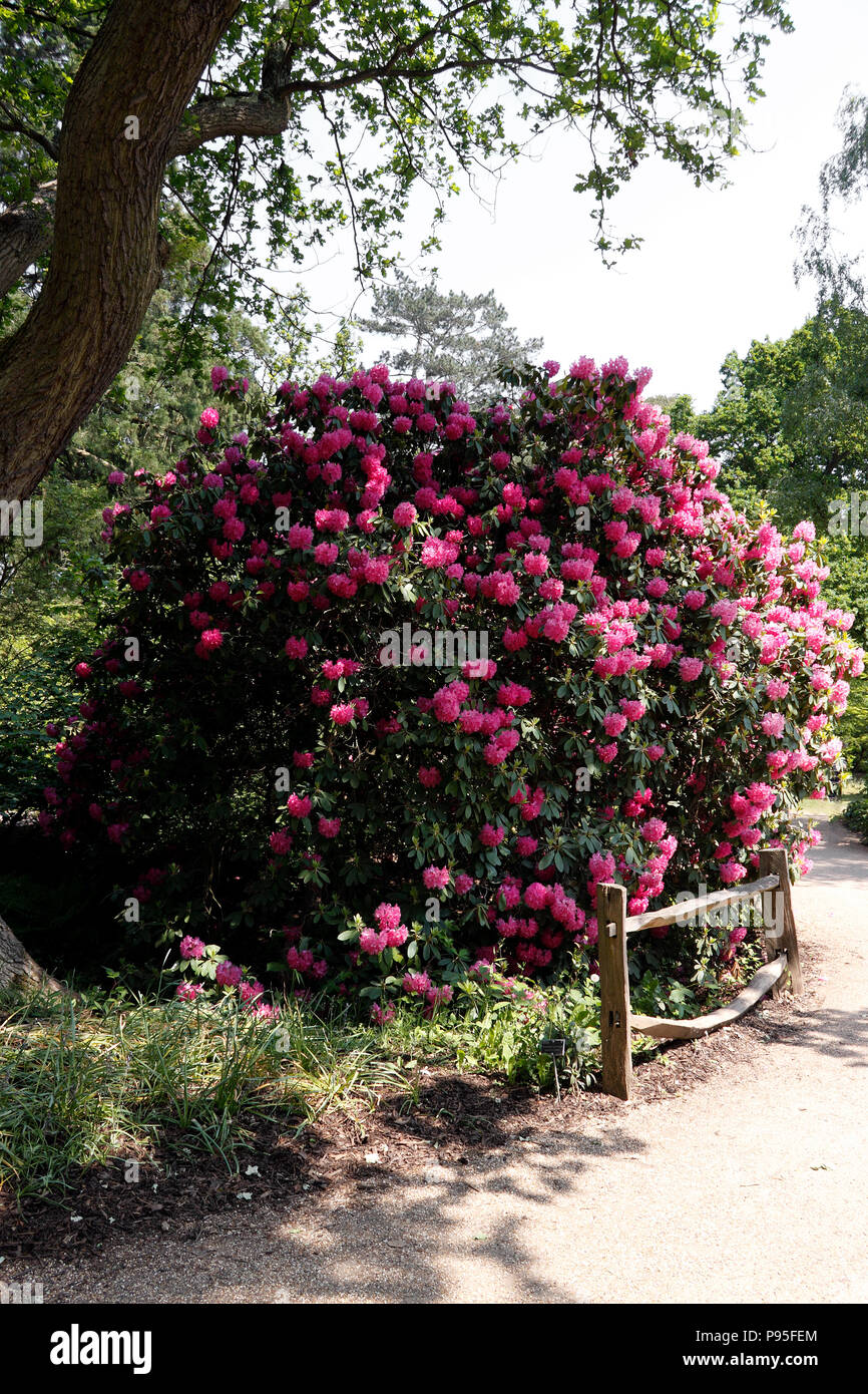 RHODODENDRON CYNTHIA. LORD PALMERSTON. AZALEA Stock Photo