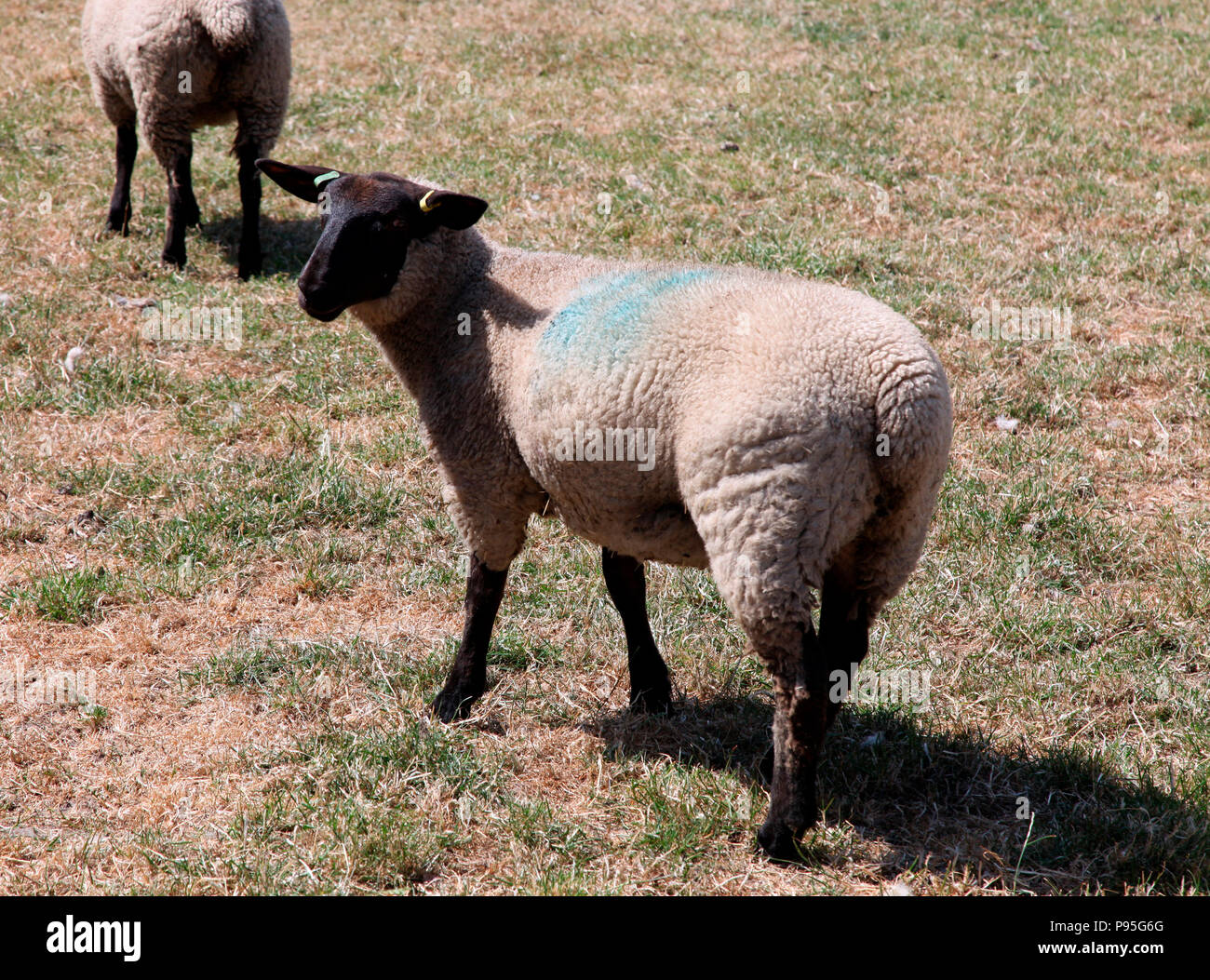 New Zealand Suffolk ewe at Greencastle Farm, County Down Stock Photo