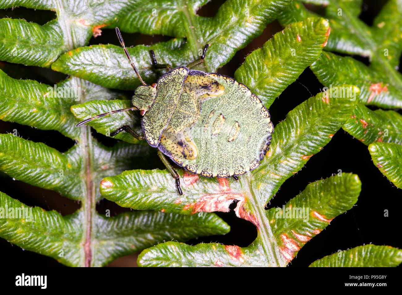 A common insect in Southern Britain found in a variety of habitats Stock Photo