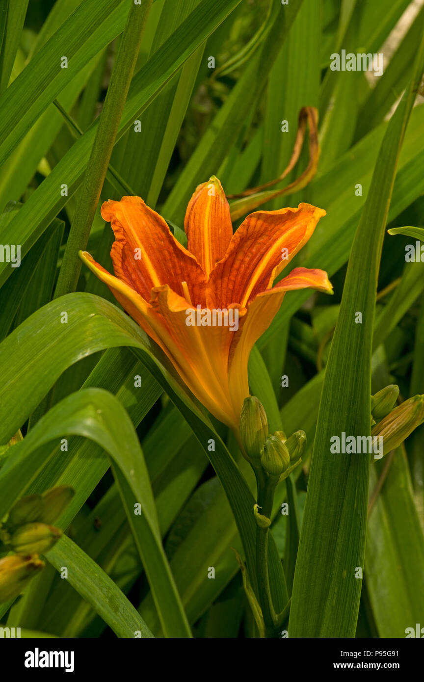 An easy plant to grow it has become a pest species in some countries. Stock Photo