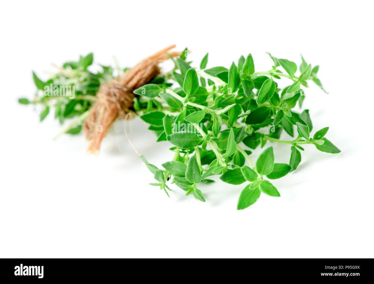 Thyme fresh herb closeup isolated on white background. It is an