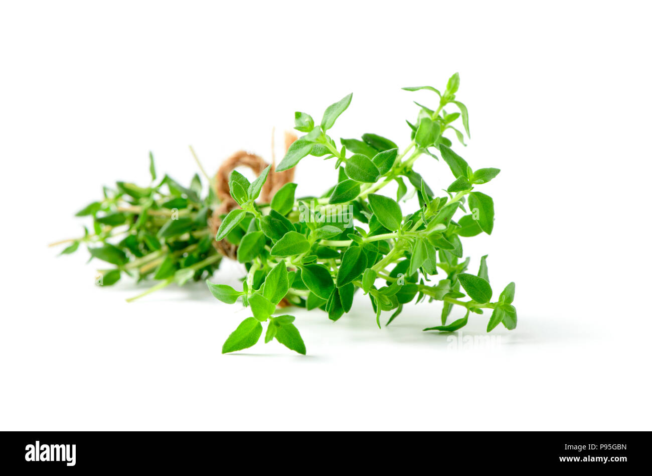 Thyme fresh herb closeup isolated on white background. It is an