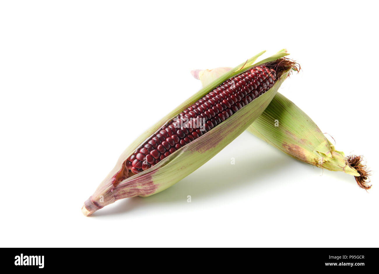 Siam Ruby Queen Corn isolated on white background, Can be eaten fresh ...