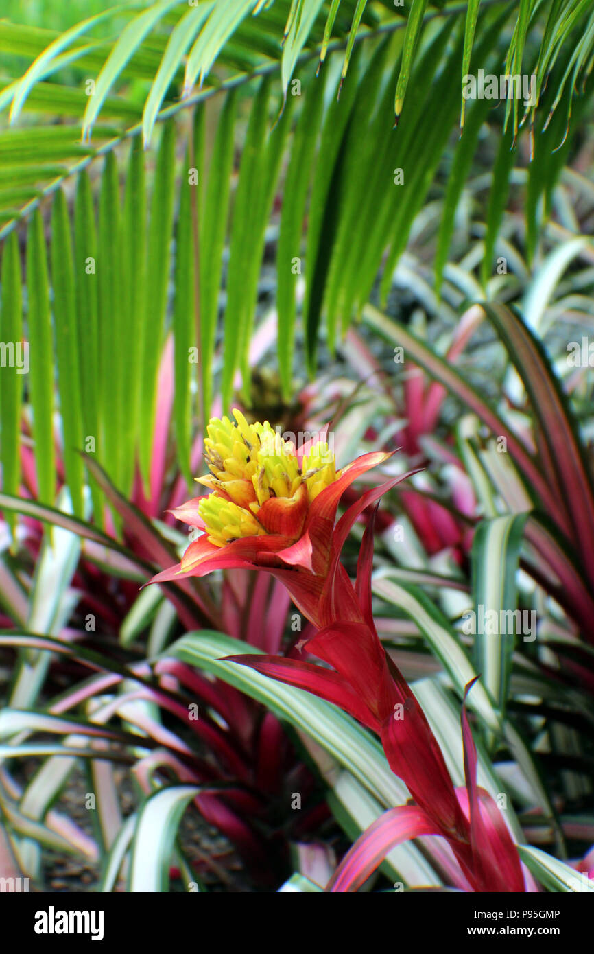 Close up of a red and yellow flower of a Bromeliad plant Stock Photo