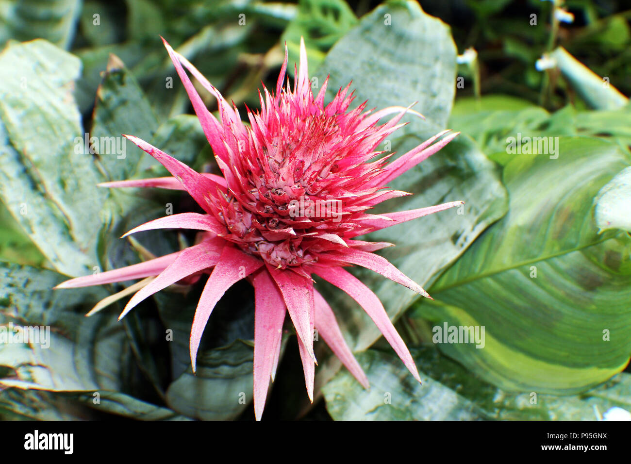 Close up of a large pink flower on an Aechmea, Bromeliad plant Stock Photo