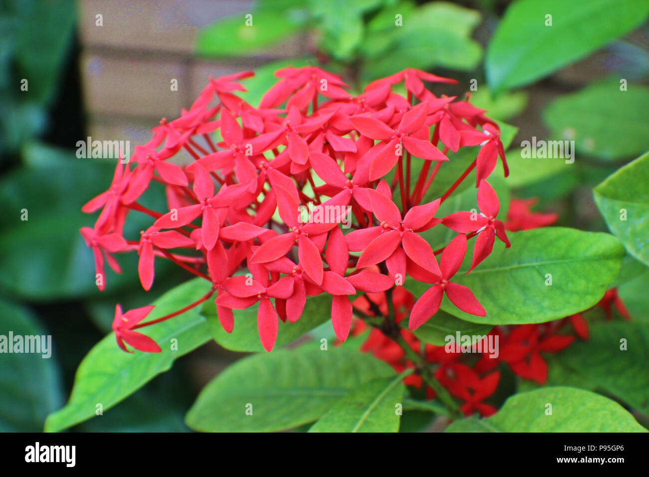 Close up of a cluster of red flowers of the Jungle Flame Plant Stock Photo