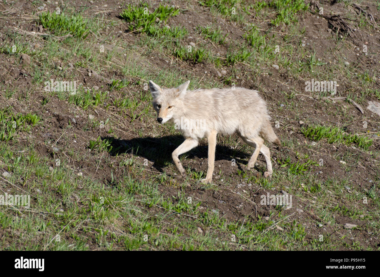 Running coyote hi-res stock photography and images - Page 2 - Alamy