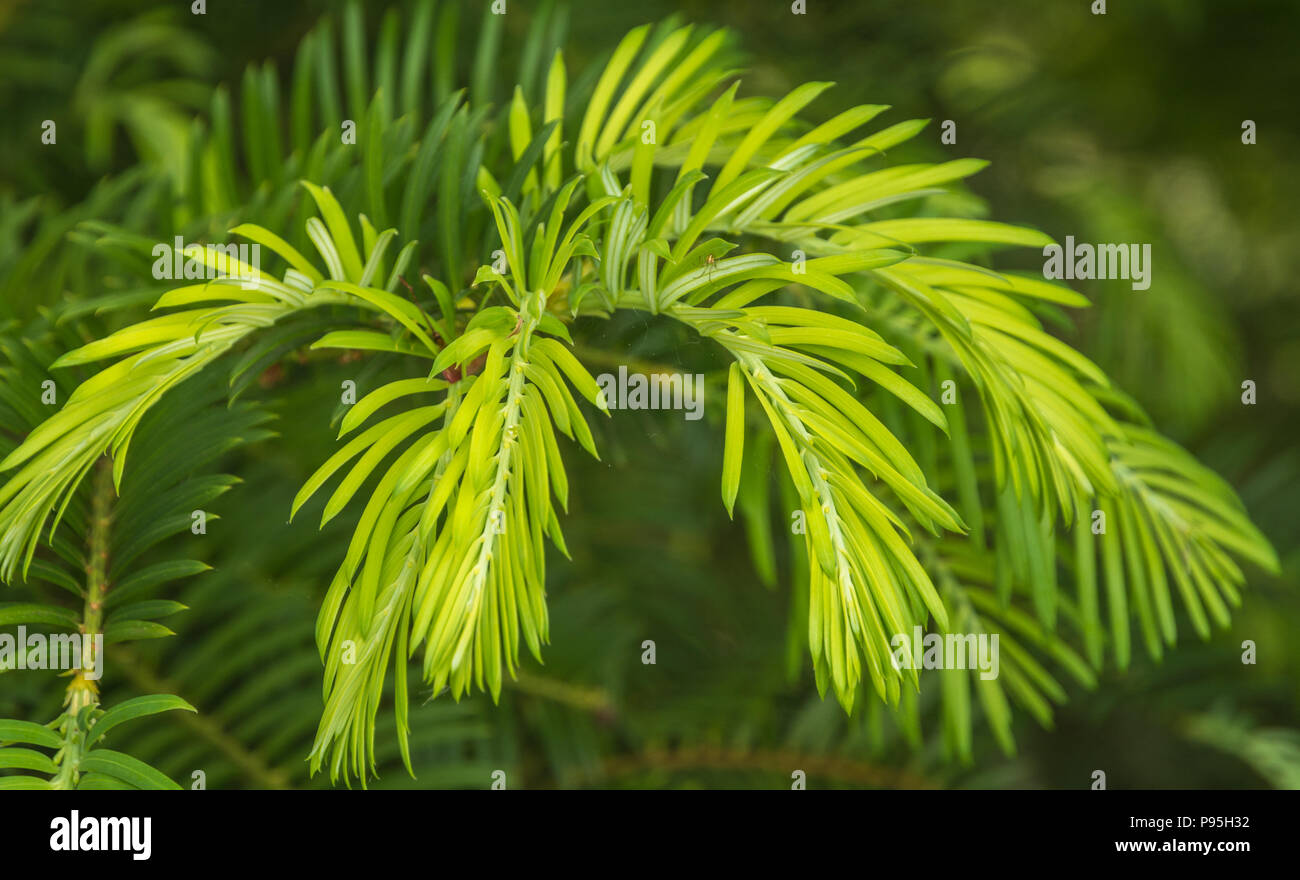 Cephalotaxus harringtonii (Cephalotaxaceae) Stock Photo