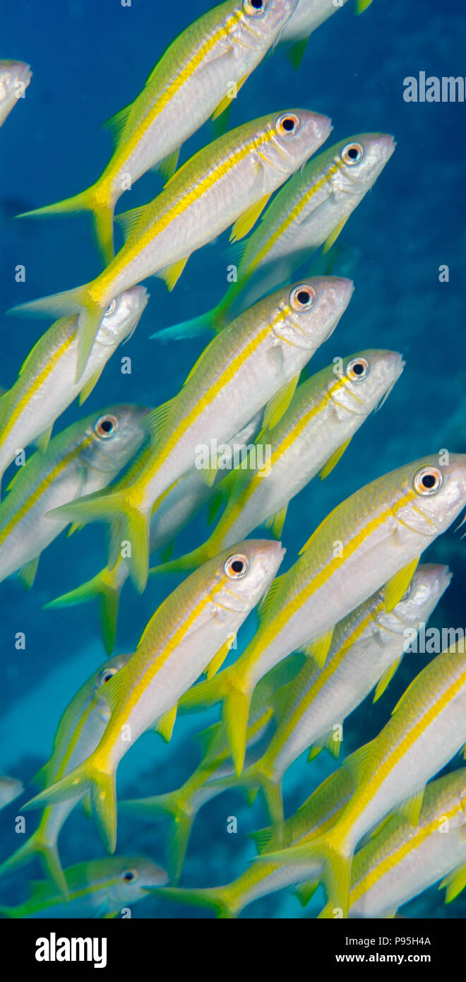 Shoal of yellow and white goatfish diagonally across frame Stock Photo
