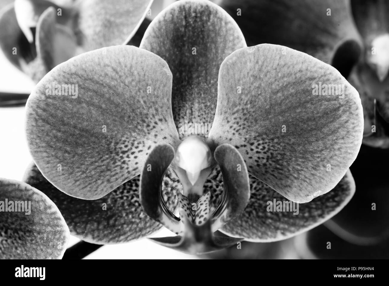 A monochrome black and white closeup macro zoom of a moth orchid (Phalaenopsis) flower Stock Photo