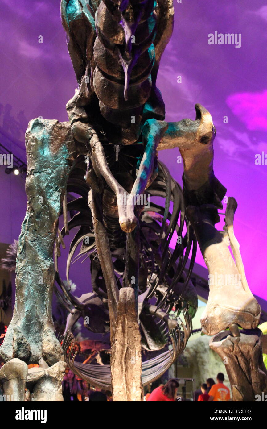 Tyranosaurus Rex fighting a triceratops dinosaur at the Children's