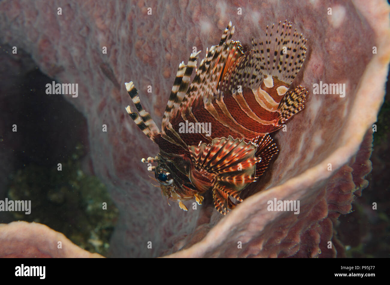 Zebra lionfish, Dendrochirus zebra, Scorpaenidae, Anilao, Philippines, Asia Stock Photo