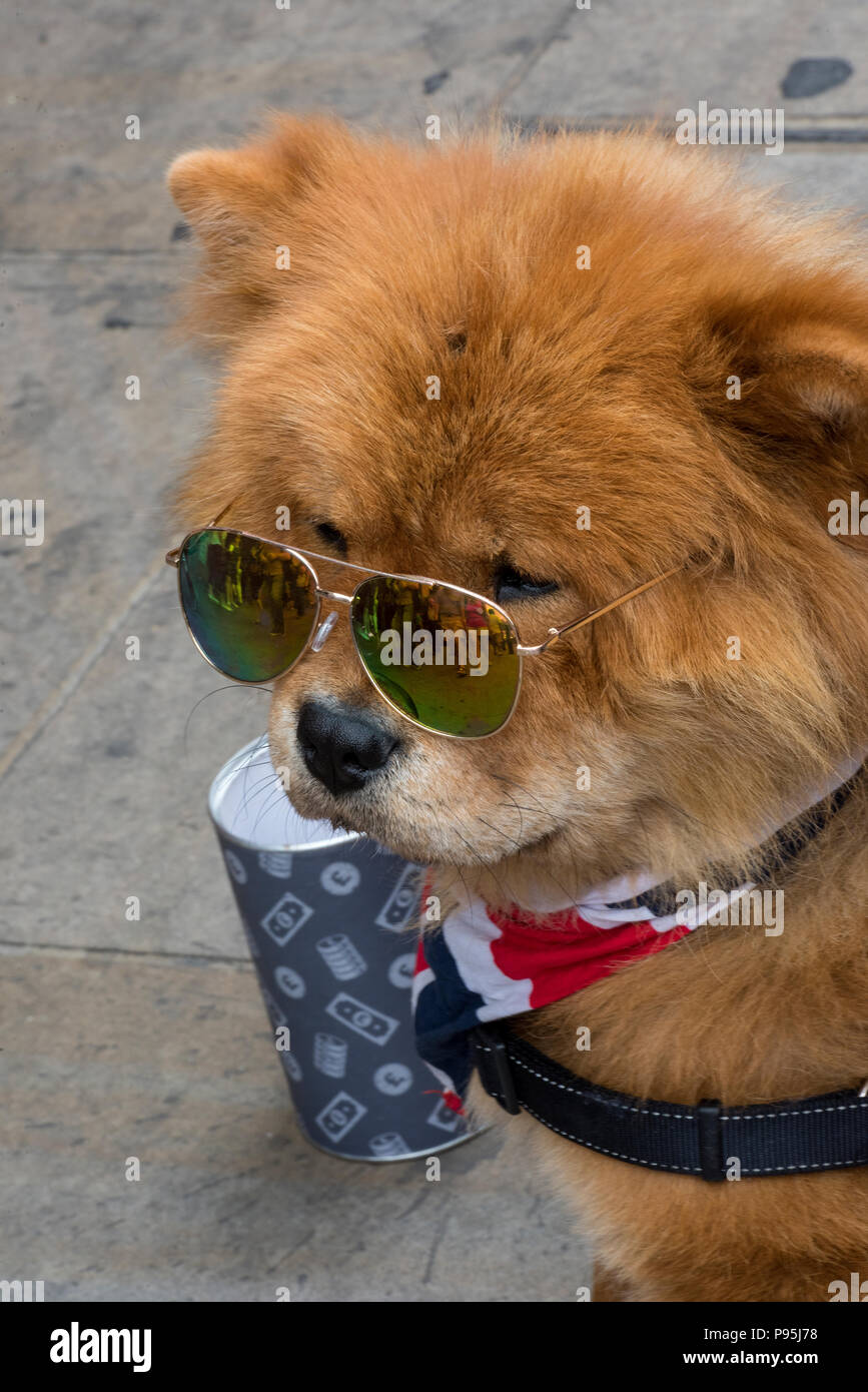 a dog wearing sunglasses Stock Photo Alamy