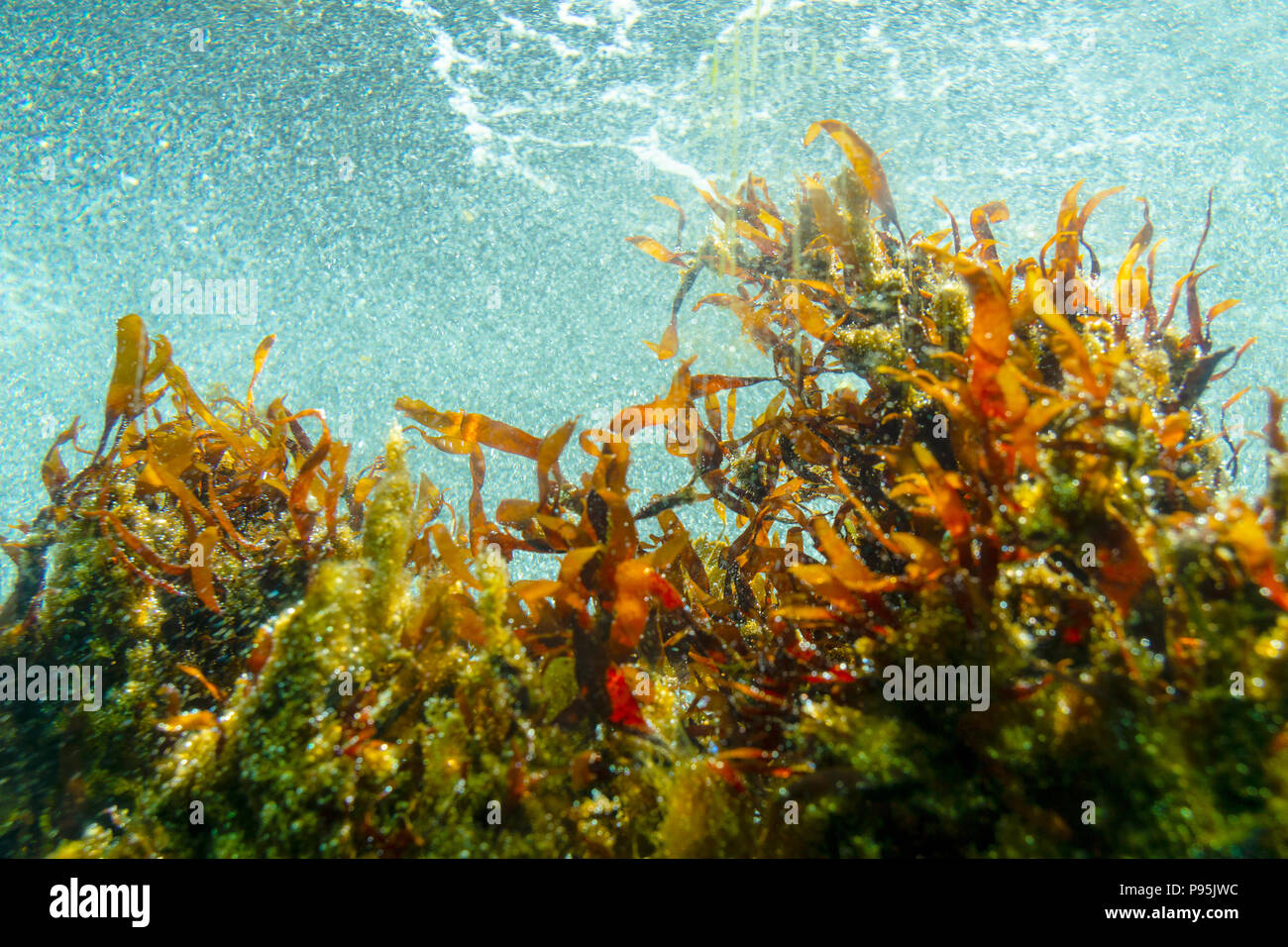Bubble seaweed hires stock photography and images Alamy