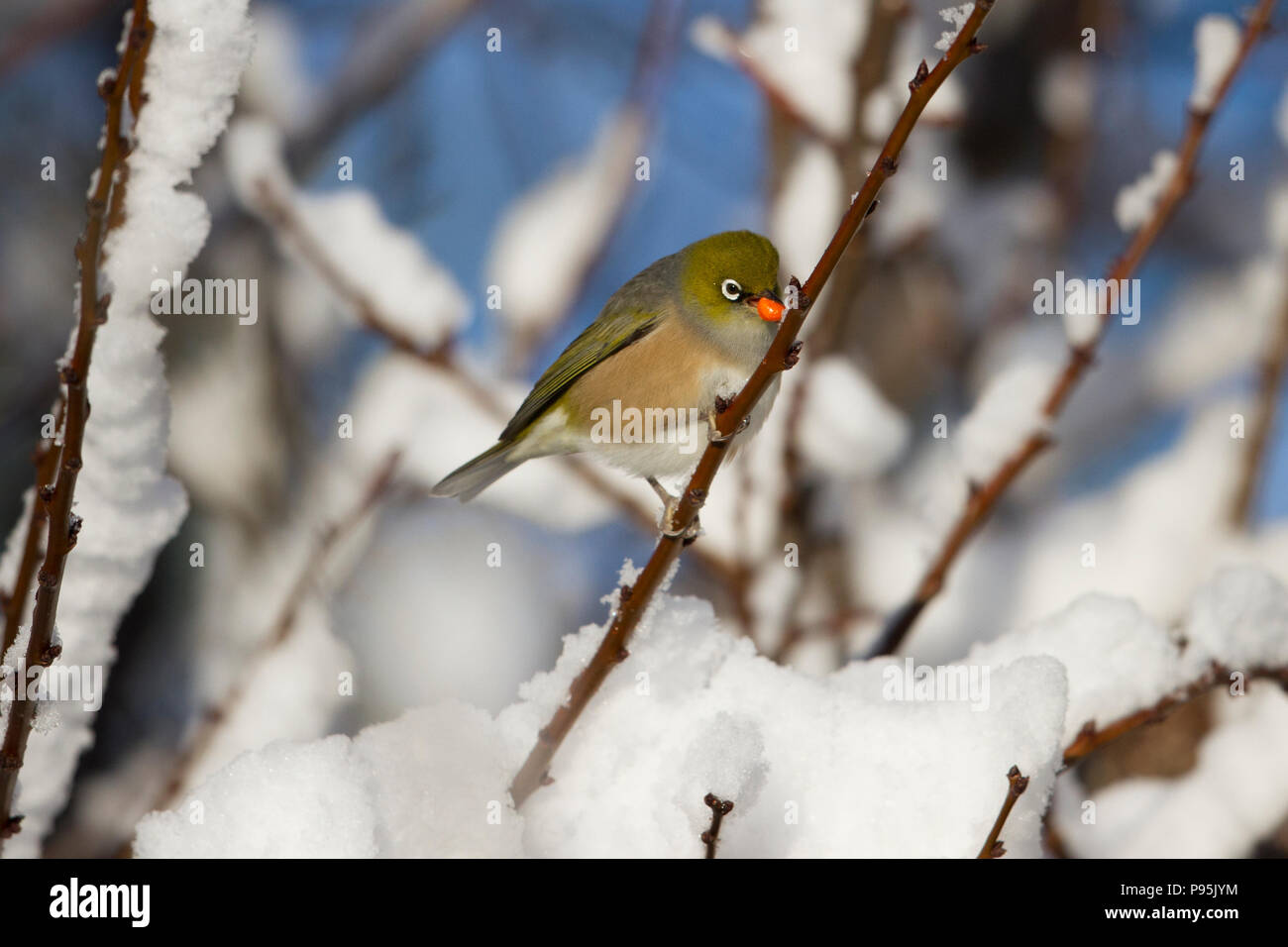 Silvereye aka Wax-eye eating in the snow on a branch, New Zealand Stock Photo