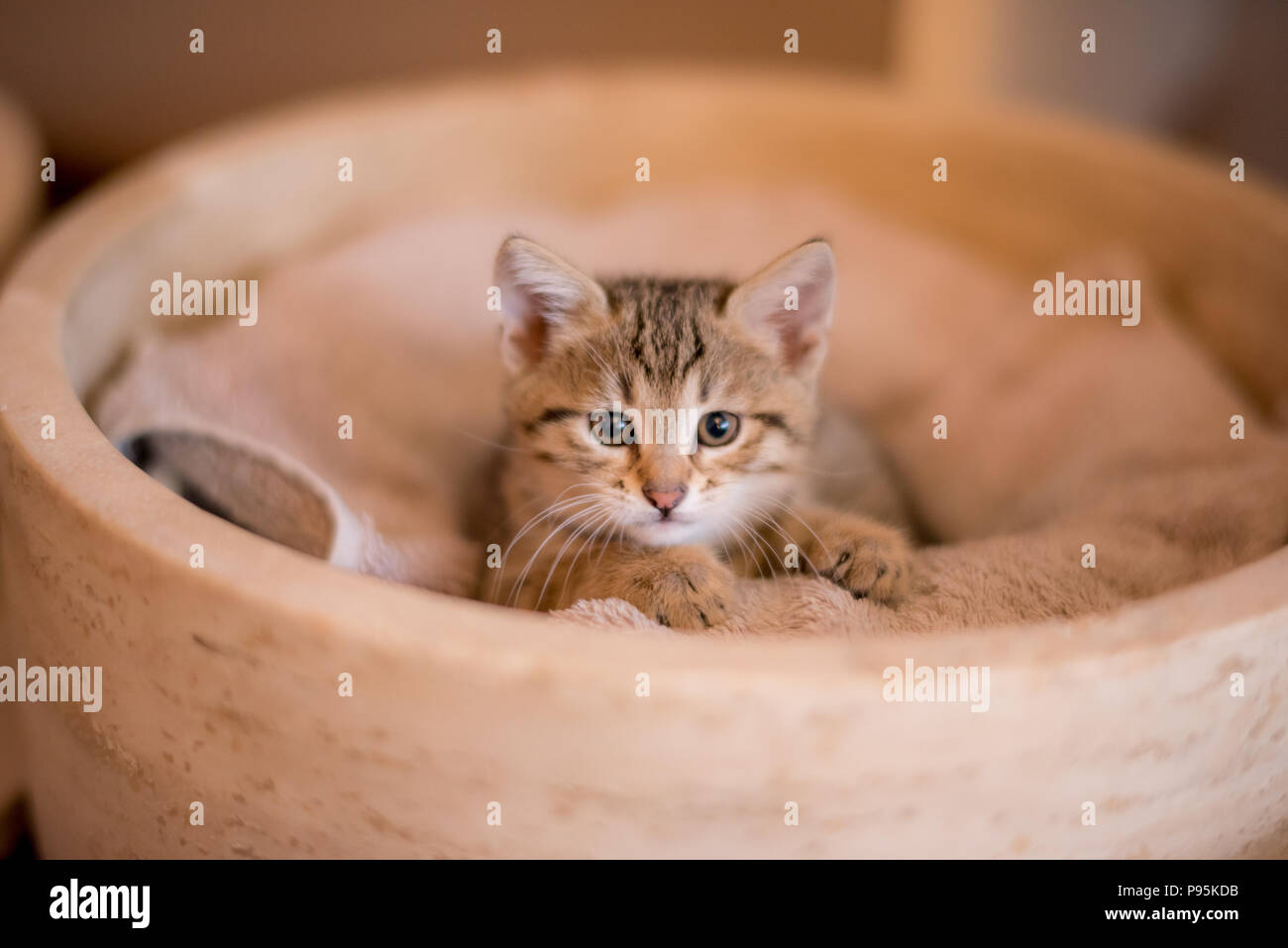Cute kitten portrait, cutest cat photo, cutest kitten photo Stock Photo