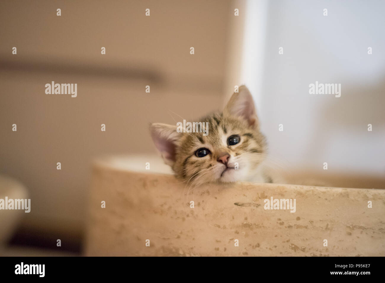 Cute kitten close up portrait Stock Photo