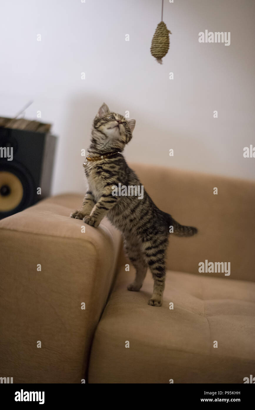 Cute kitten playing with toy and playful cat Stock Photo