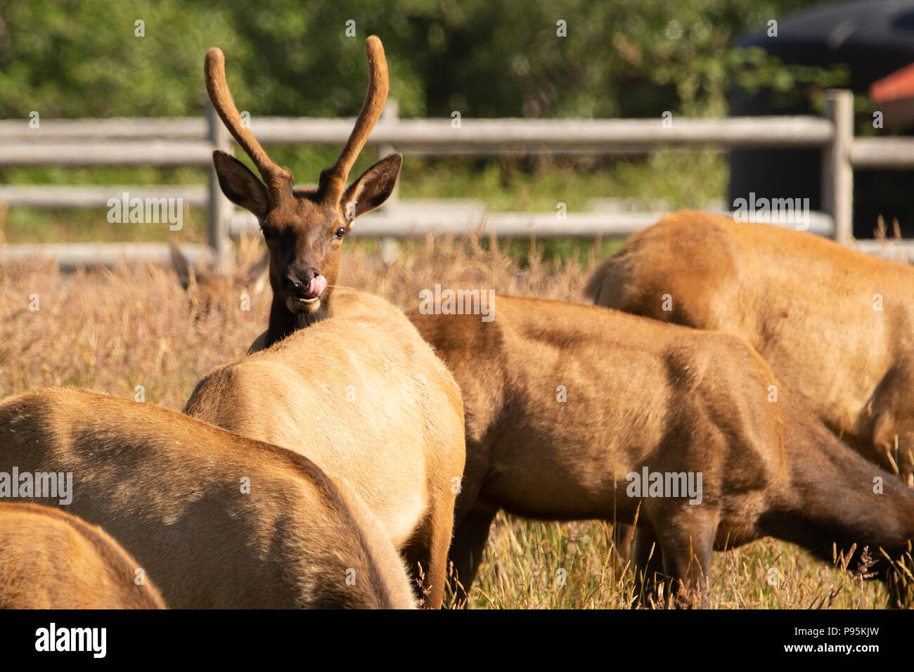 A juvenile bull Roosevelt Elk has velvet on his new antlers as he peeks over the back of another grazer. Stock Photo