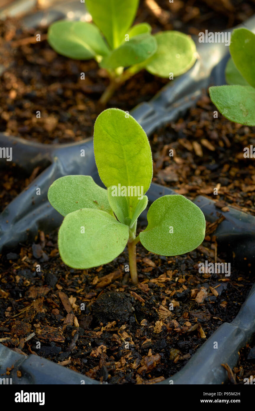Matthiola incana seedling. Stock Photo