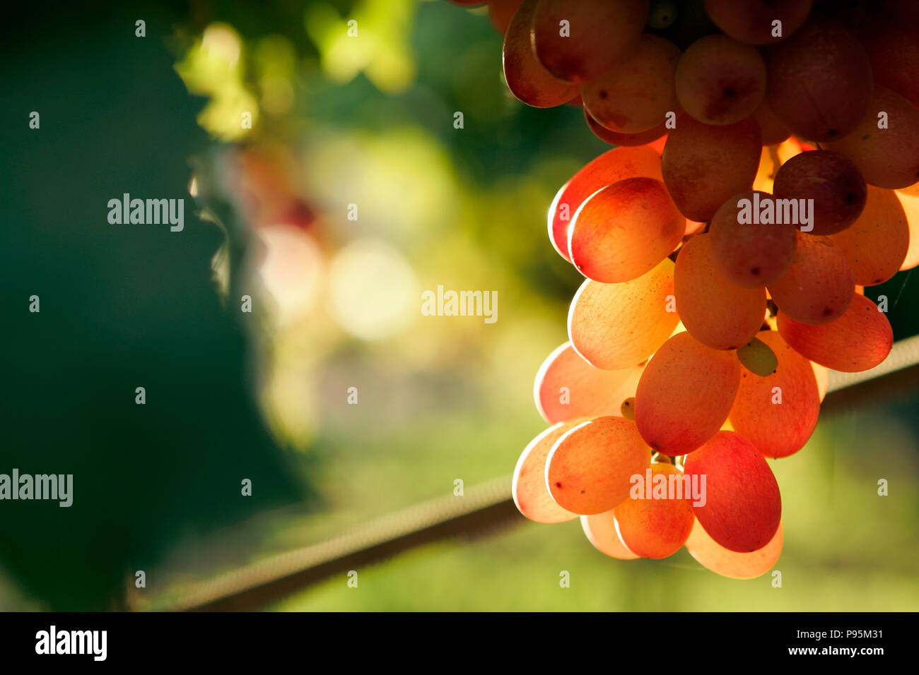 Close up of bunch of Crimson Seedless grapes, backlit on vine. Stock Photo