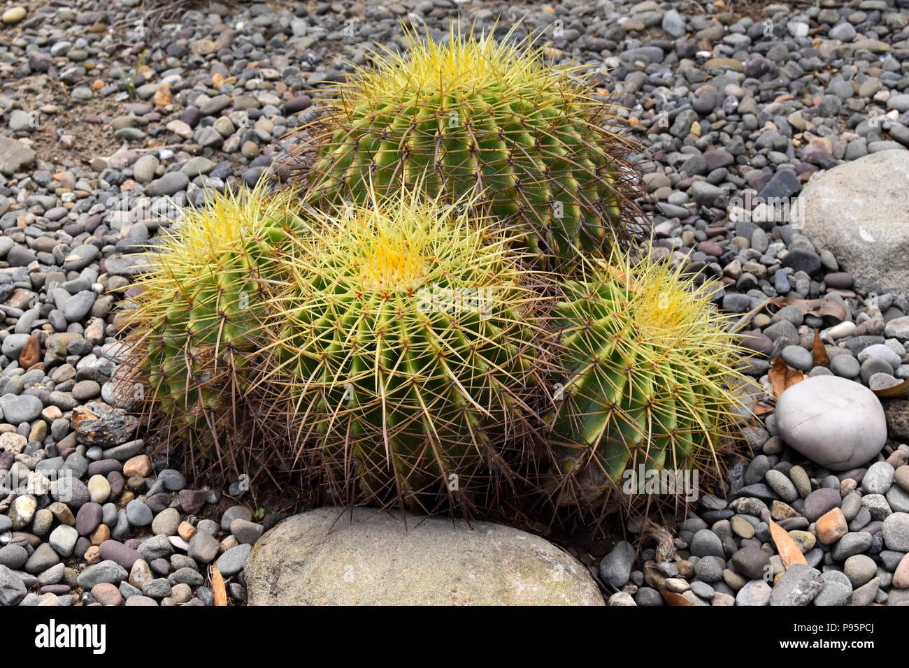 Golden barrel cactus at the National Cactus and Succulent Botanical