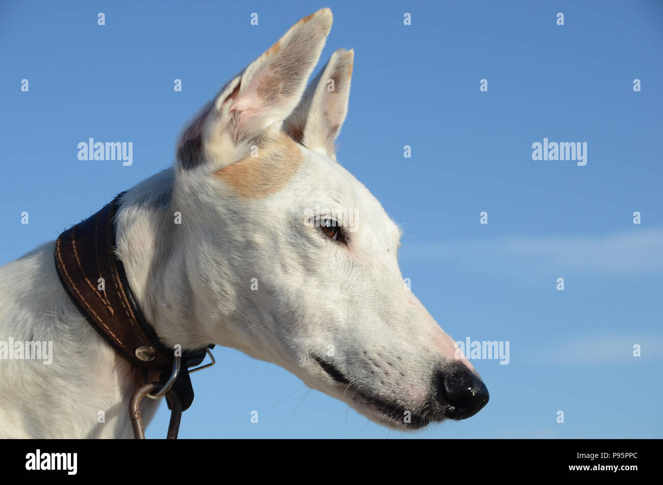 Closeup on an elder Podenvo dog's face Stock Photo