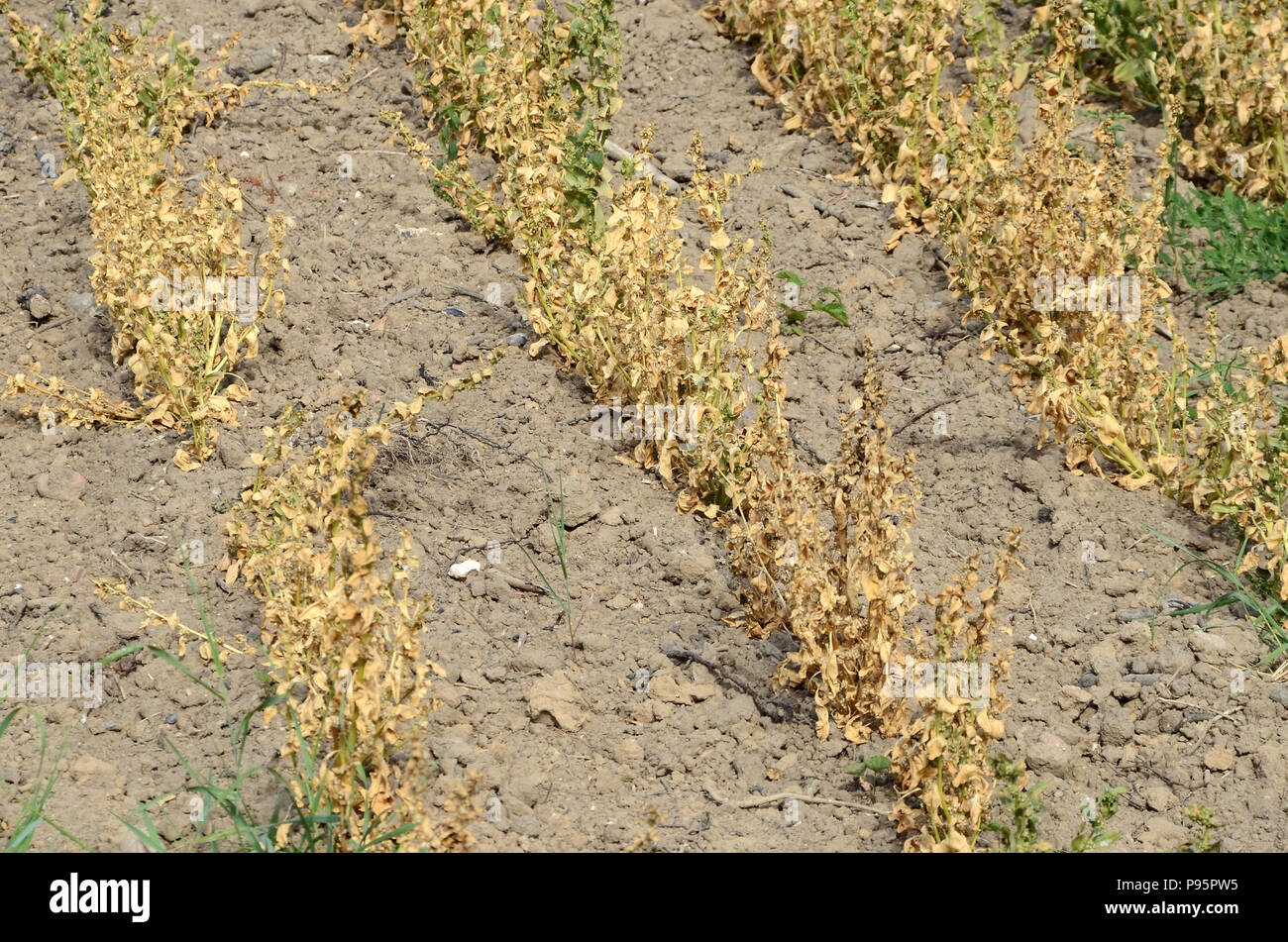 Withered Lucerne plants on a field caused by a severe drought. Stock Photo