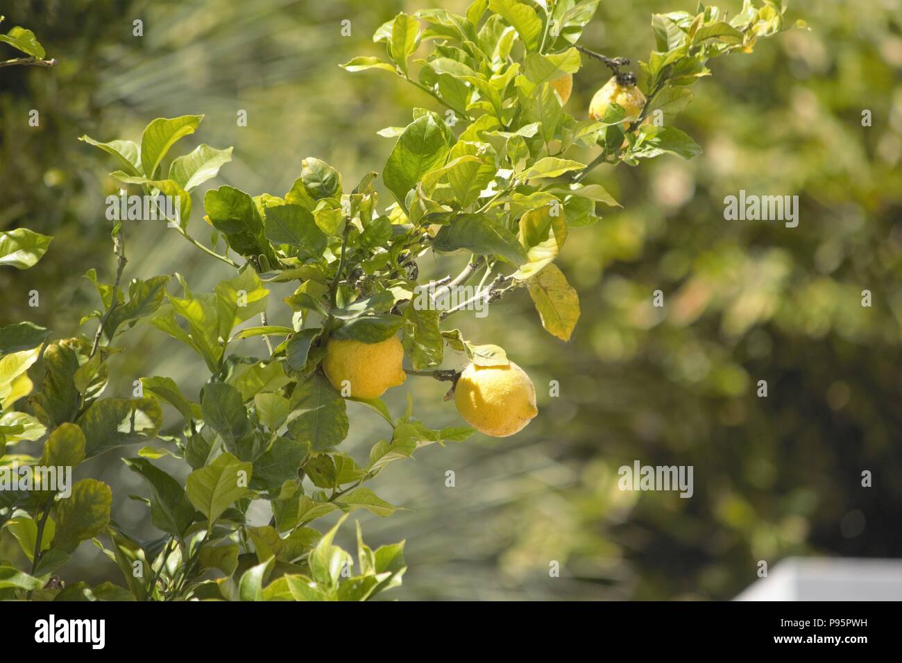 Citrus limon (Lemon) Stock Photo