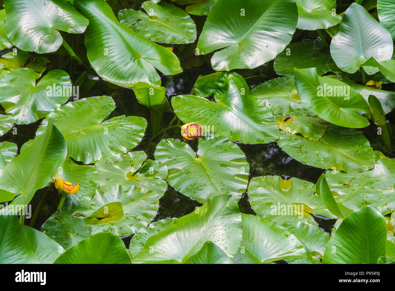 European yellow pond-lily, Yellow water-lily (Nuphar lutea) Stock Photo