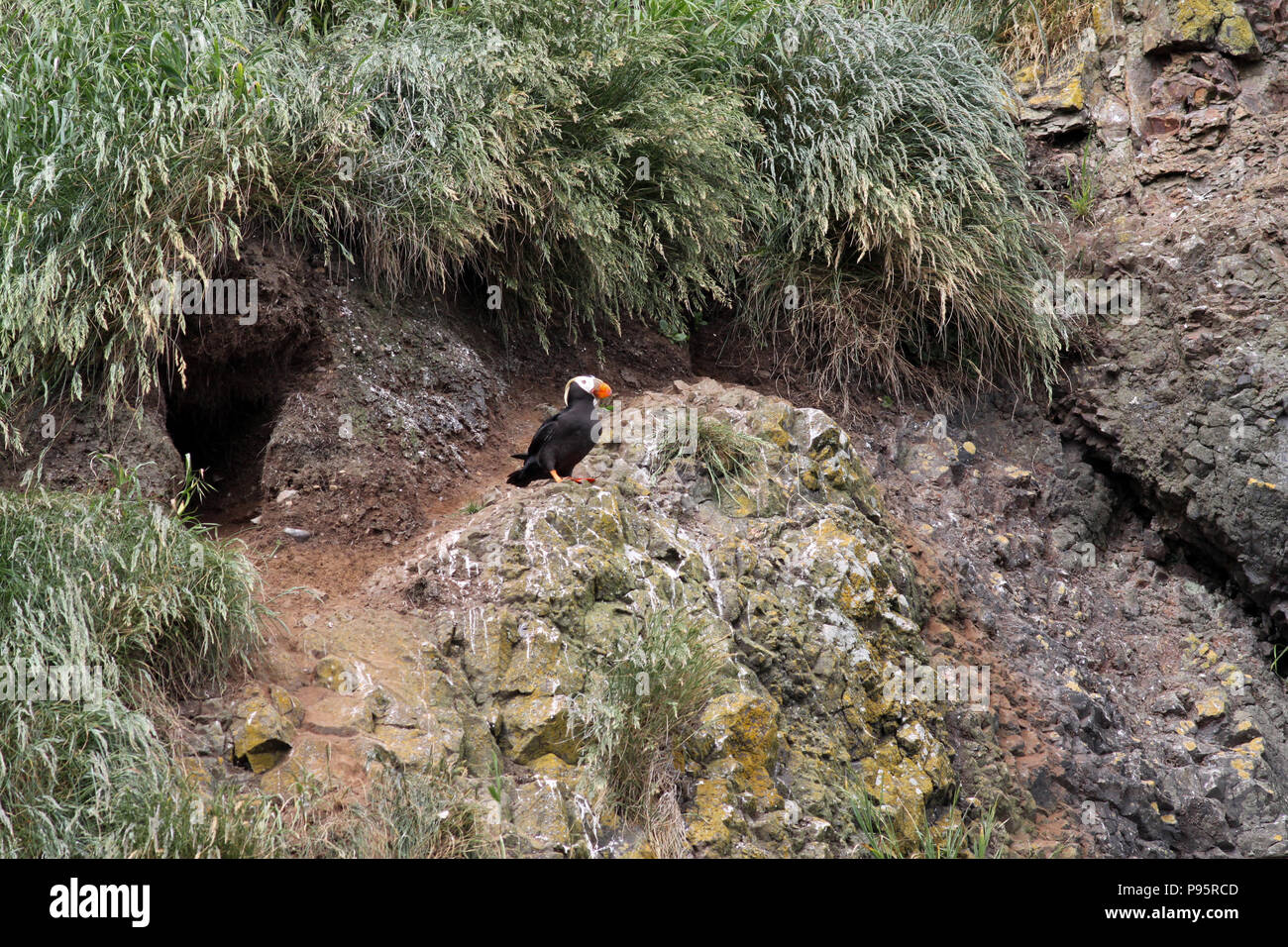 Cannon beach oregon puffin hires stock photography and images Alamy