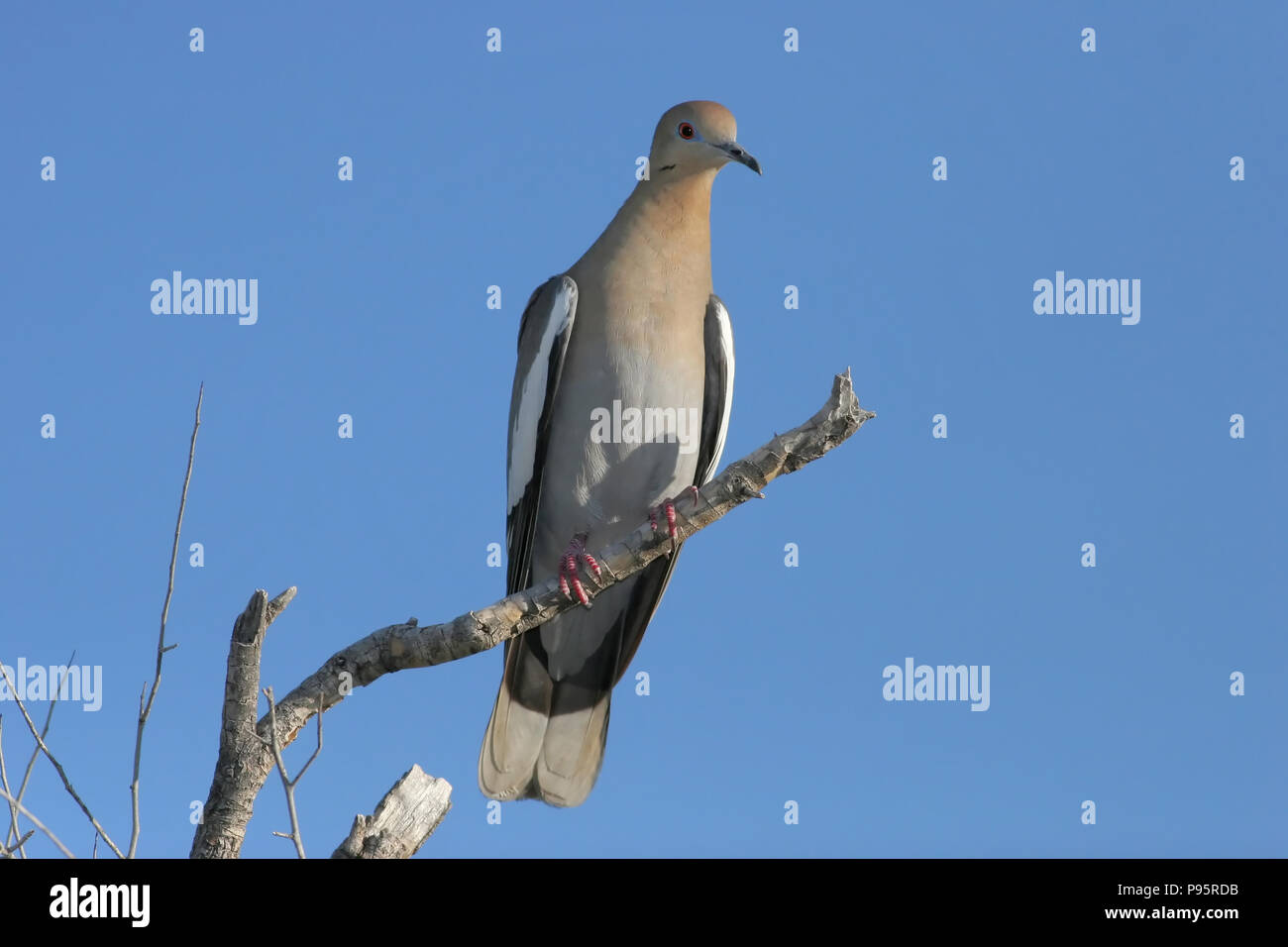 Whitewinged Dove, near Tucson, Arizona, USA Stock Photo Alamy