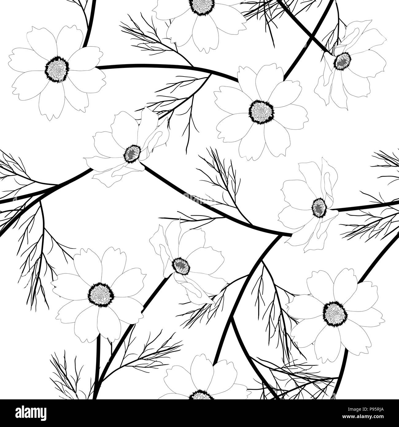 Cosmos Flower on White Background. Vector Illustration Stock Vector ...