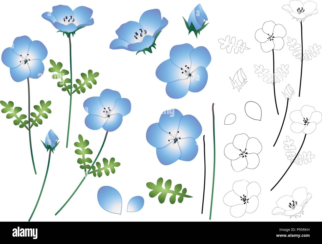 Nemophila Baby Blue Eyes Flower Outline. Vector Illustration. isolated on White Background. Stock Vector