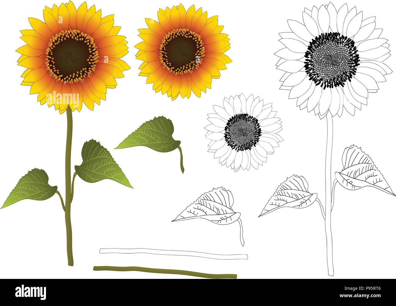Sunflower or Helianthus Outline. Vector Illustration. isolated on White Background. Stock Vector