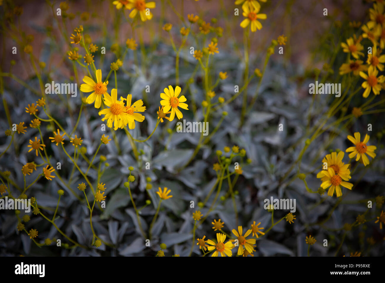 Jacobaea vulgaris (tansy ragwort) Stock Photo